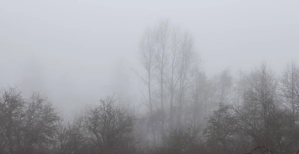 Forêt tropicale canadienne aux arbres verts. Brouillard matinal en hiver. — Photo