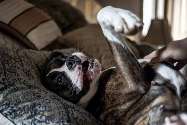 Portrait of a cute female Boxer Dog — Stock Photo, Image