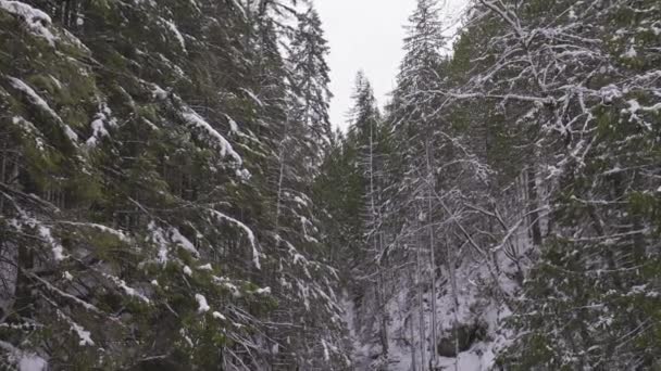 Fluss in der kanadischen Natur, Bäume im Wald, Winterschnee, sonniger Himmel — Stockvideo