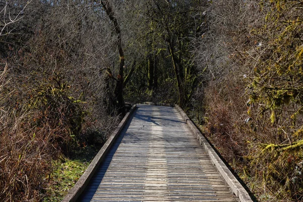 Scenic Trail i en stadspark med gröna träd under solig vinterdag — Stockfoto