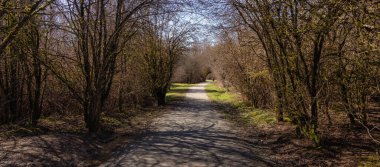 Güneşli kış gününde yeşil ağaçlı bir şehir parkında manzaralı patika.