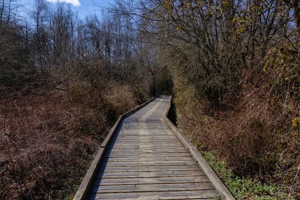 Scenic Trail i en stadspark med gröna träd under solig vinterdag — Stockfoto