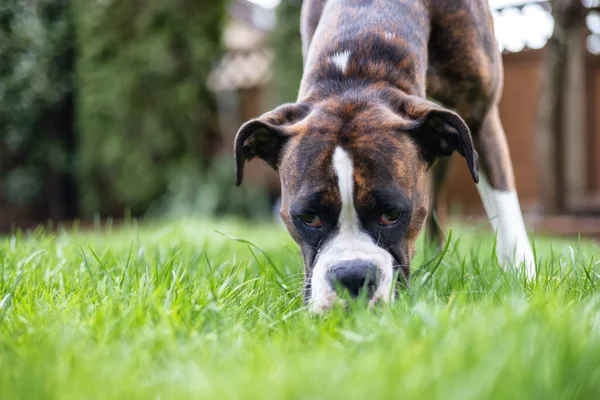 Adorable perro boxeador en la hierba exterior. — Foto de Stock