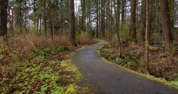 Yeşil ormanda Manzaralı Yürüyüş Yolu. Fraser Heights 'taki Banliyö Şehir Parkı — Stok fotoğraf