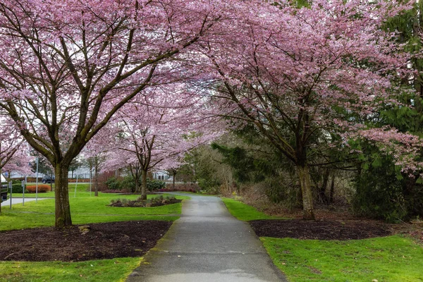 Árboles de flor de cerezo sobre un sendero pintoresco en un vecindario. — Foto de Stock