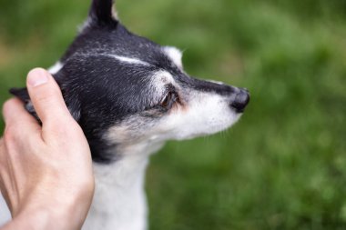 Oyuncak Tilki Teriyeri Köpek dışarıda çimenlerde oynuyor..