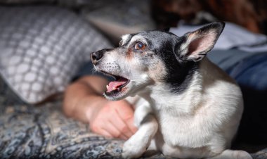 Küçük Köpek, Oyuncak Tilki Teriyeri, evde yatakta dinleniyor.