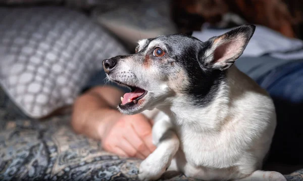 Küçük Köpek, Oyuncak Tilki Teriyeri, evde yatakta dinleniyor.