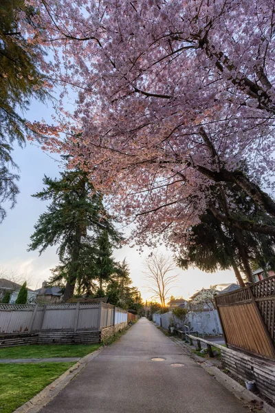在市郊住宅区的小巷里。樱桃花树. — 图库照片