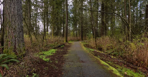 Scénická pěší stezka v zelených lesích. Příměstský městský park ve Fraser Heights — Stock fotografie
