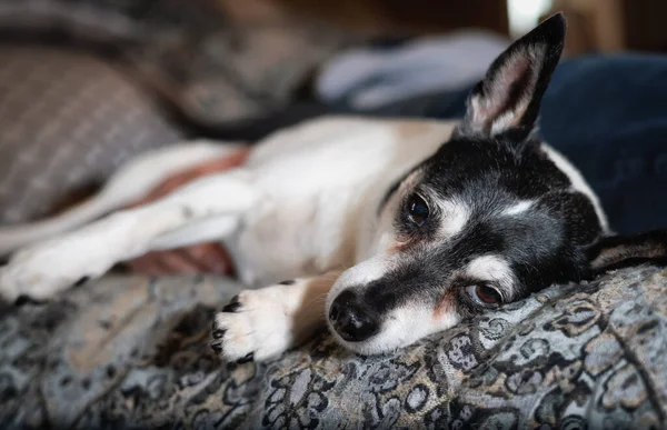 Little Dog, Toy Fox Terrier, relajándose en la cama en casa — Foto de Stock