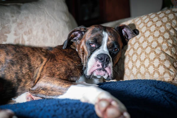 Boxer Dog relajándose en un sofá en casa — Foto de Stock