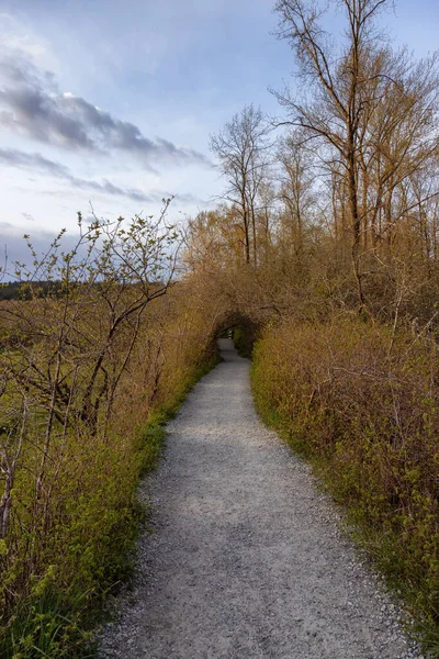 Utsikt över en stig i skogen med gröna färska träd i strandlinjen, Port Moody — Stockfoto