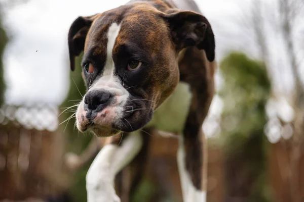 Adorable Boxer Dog on grass — 스톡 사진