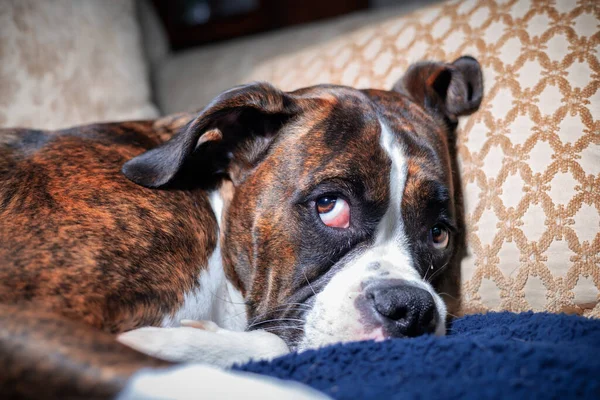 Boxer Dog relaxing on a couch at home Royalty Free Stock Photos