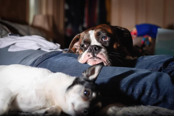 Little Dog, Toy Fox Terrier y Boxer relajándose en la cama en casa — Foto de Stock