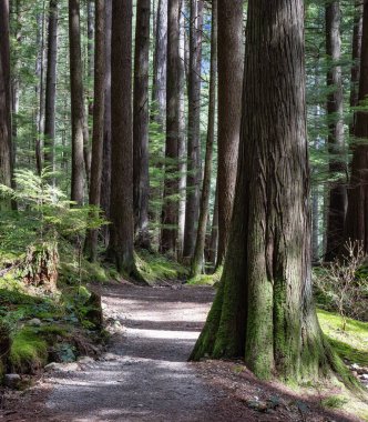 Yeşil ağaçlı Ormanda Manzaralı Yol.