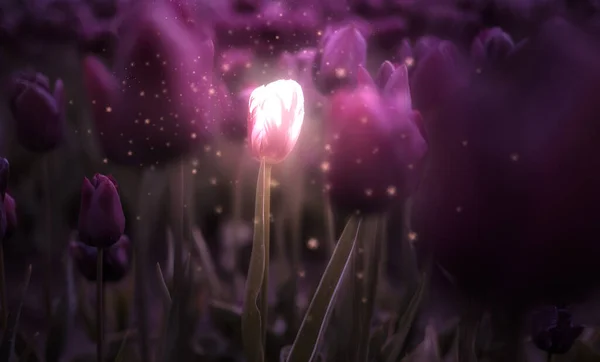 Tulip Flower Field. Close Up Nature Background. Magic Glow Art Render — ストック写真
