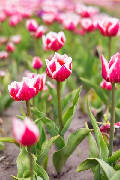 Tulip Flower Field. Close Up Nature Background. Spring Season. — Stock Photo, Image