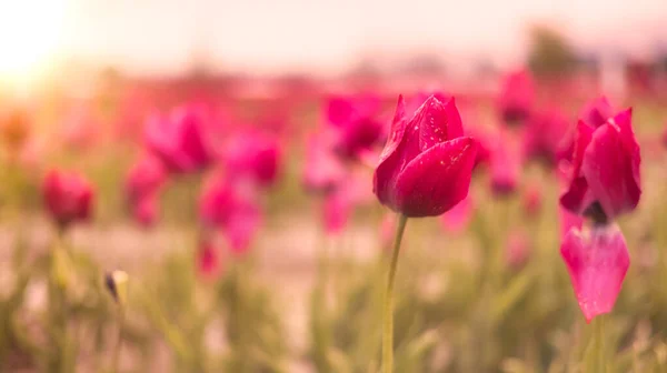 Tulip Flower Field. Close Up Nature Background. Spring Season. — Stock Photo, Image