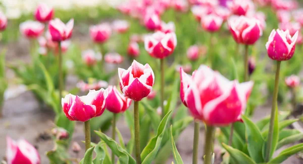 Tulip Flower Field. Close Up Nature Background. Spring Season. — Stock Photo, Image