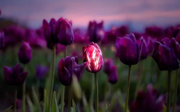 Tulip Flower Field. Close Up Nature Background. — Fotografia de Stock