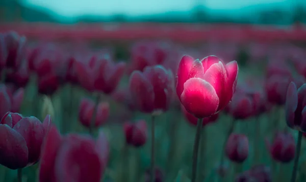 Tulip Flower Field. Close Up Nature Background. — Stock Photo, Image