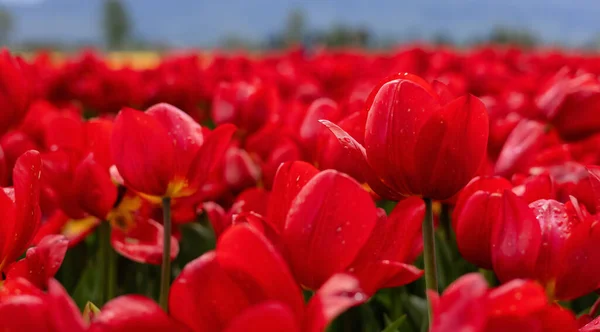 Tulip Flower Field. Close Up Nature Background. — Stock Photo, Image