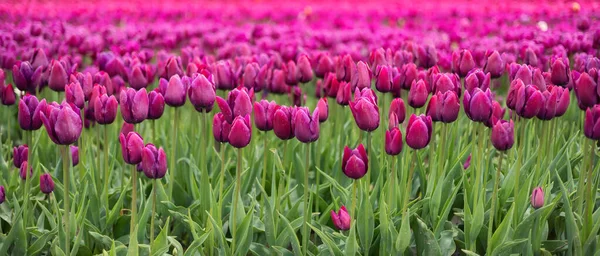 Tulip Flower Field. Close Up Nature Background. Spring Season. — Stock Photo, Image