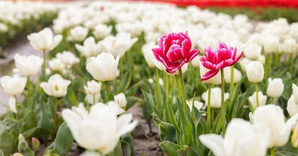 Tulip Flower Field. Close Up Nature Background. — Stock Photo, Image