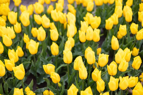 Tulip Flower Field. Close Up Nature Background. — Stock Photo, Image