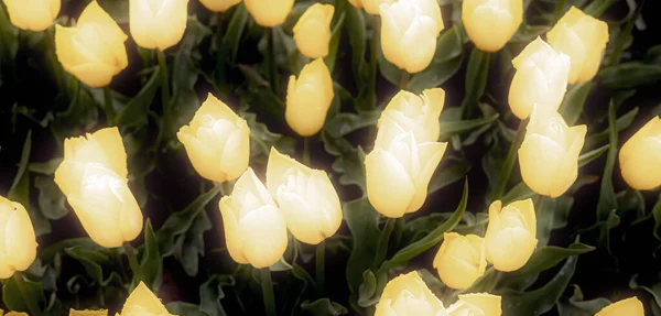 Pole kwiatów tulipanów. Blisko natury tle. — Zdjęcie stockowe