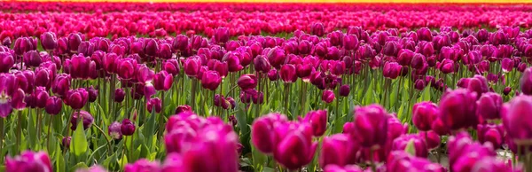 Tulip Flower Field. Close Up Nature Background. — Stock Photo, Image