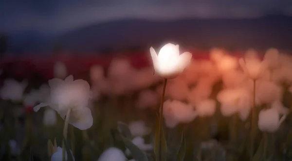 Tulip Flower Field. Close Up Nature Background. — ストック写真