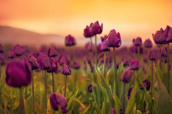 Tulip Flower Field. Close Up Nature Background. — Stock Photo, Image