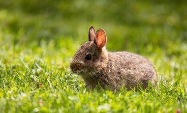 Vahşi Bebek Tavşan oturmuş yeşil çimlerde yemek yiyor..