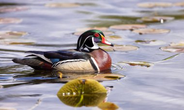Ördek suda yüzüyor. Güneşli Gün.