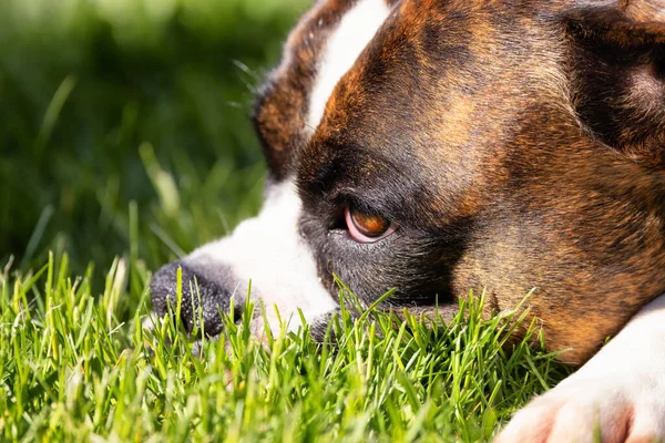 Imádnivaló Boxer Dog pihenés a füvön kívül — Stock Fotó