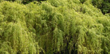 Yeşil Canlı Ağaç. Güneşli bir bahar günü. Kanada Doğa Arkaplanı.