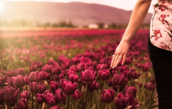 白人の大人の女性フィールドで手で新鮮なチューリップの花を感じます. — ストック写真