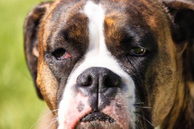 Sevimli Boksör Köpek dışarıda çimenlerde dinleniyor. Güneşli bir gün