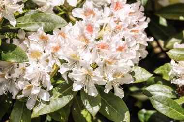 Beyaz Azalea çiçeğinin yeşil bir arazideki görüntüsünü kapat.