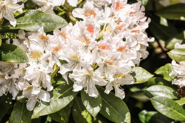 Beyaz Azalea çiçeğinin yeşil bir arazideki görüntüsünü kapat.