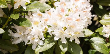Beyaz Azalea Çiçeği 'nin yeşil bir tarladaki görüntüsünü kapatın. Vancouver, British Columbia, Kanada 'da çekilmiş. Doğa Arkaplanı. Resim Hazırlama