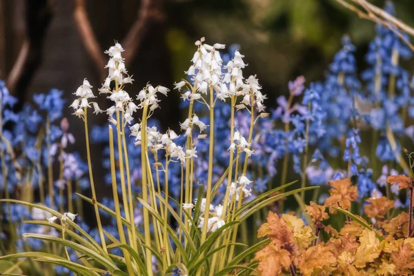 Gros Plan Vue Sur Les Fleurs Colorées Dans Jardin Verdoyant — Photo