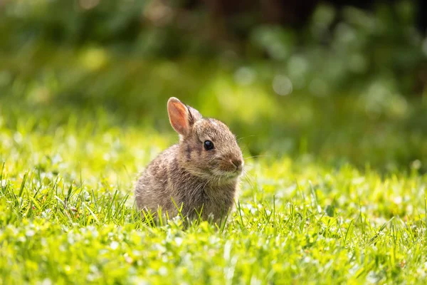 Wild Baby Rabbit Sentado Comendo Grama Verde Primavera Dia Ensolarado — Fotografia de Stock