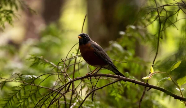 Americký Robin Malý Ptáček Sedící Větvi Zeleném Lese Jarní Sezóna — Stock fotografie