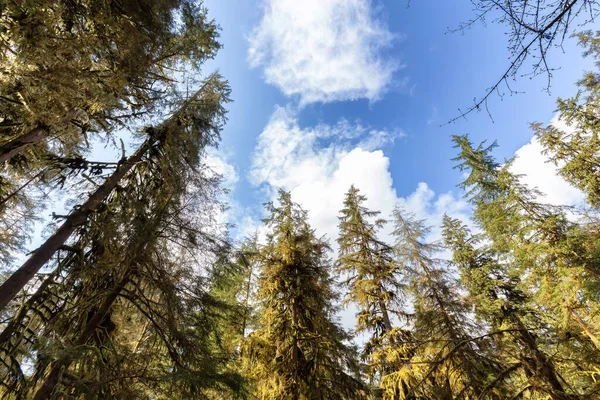 Levendige Groene Bomen Blauwe Lucht Met Wolken Canadese Natuur Buntzen — Stockfoto