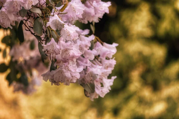 在一个绿色的花园里欣赏多姿多彩的花朵 鹿湖公园 拍于加拿大不列颠哥伦比亚省温哥华的伯纳比 自然背景 — 图库照片