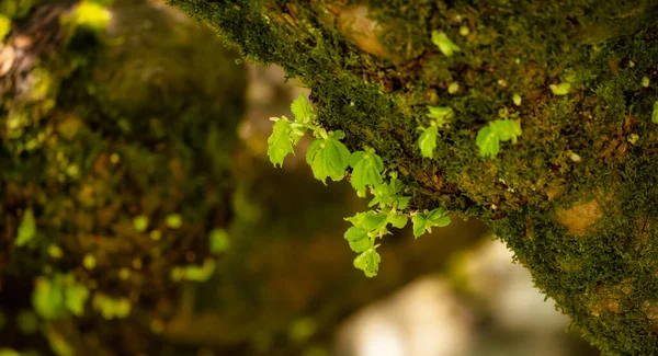 Yosun ağacındaki renkli yeşil yaprakların görüntüsünü kapat. Deer Lake Parkı. Burnaby, Vancouver, British Columbia, Kanada 'da çekilmiş. Doğa Arkaplanı